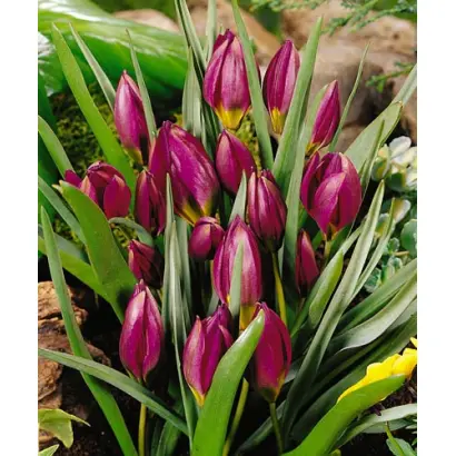 pulchella 'Odalisque' / пулчэлла 'Одалисqуэ'