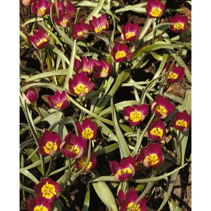 pulchella 'Persian Pearl' / пулчэлла 'Пэрсиан Пэарл'