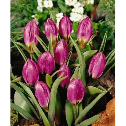 pulchella 'Violacea Black Base' / пулчэлла 'Виолацэа Блацк Басэ'