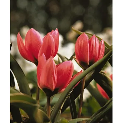 pulchella 'Violacea Yellow Base' / пулчэлла 'Виолацэа Ьэллоw Басэ'