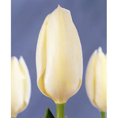 Purissima / Пуриссима