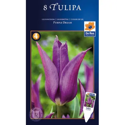 Purple Dream / Пурплэ Дрэам