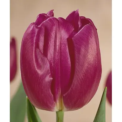 Purple Flag / Пурплэ Флаг