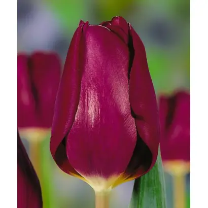 Purple Lady / Пурплэ Ладь