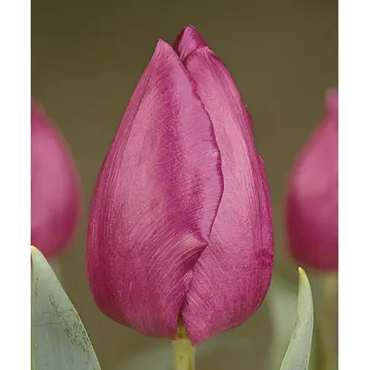 Purple Prince / Пурплэ Принцэ