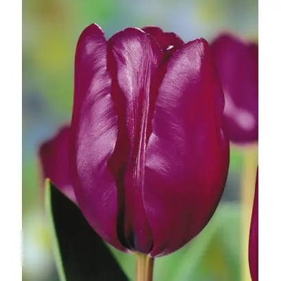 Purple Rain / Пурплэ Раин