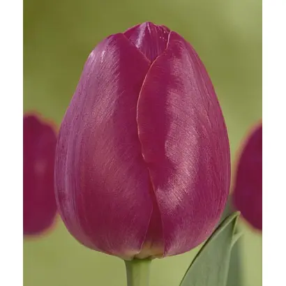 Purple Star / Пурплэ Стар