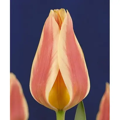 Quebec / Qуэбэц