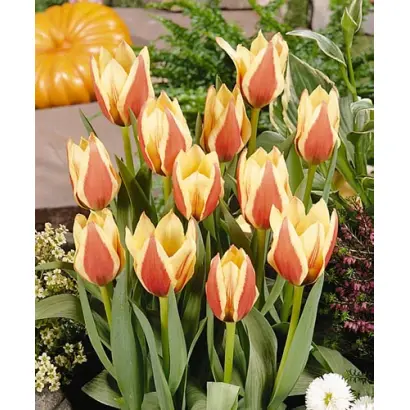 Queen Ingrid / Qуээн Ингрид