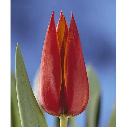 Queen of Sheba / Qуээн оф Шэба