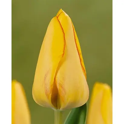 Rainbow Warrior / Раинбоw Wарриор