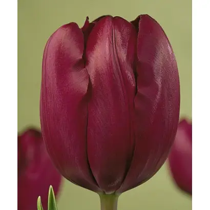 Recreado / Рэцрэадо