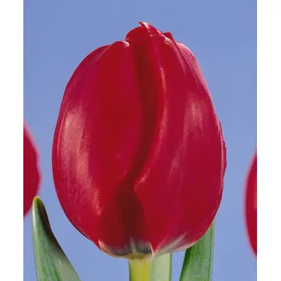 Red Adair / Рэд Адаир