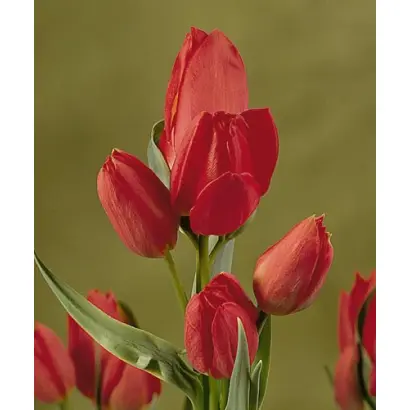 Red Bouquet / Рэд Боуqуэт