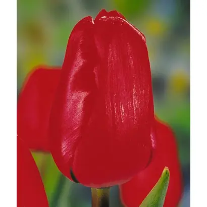 Red Bull / Рэд Булл