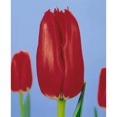 Red Burgundy Lace / Рэд Бургундь Лацэ