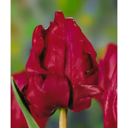 Red Cap / Рэд Цап