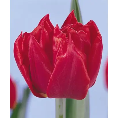 Red Carpet / Рэд Царпэт