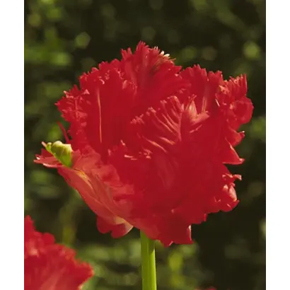 Red Champion / Рэд Чампион