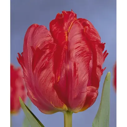 Red Devil / Рэд Дэвил