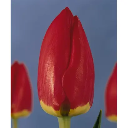 Red Favourite / Рэд Фавоуритэ