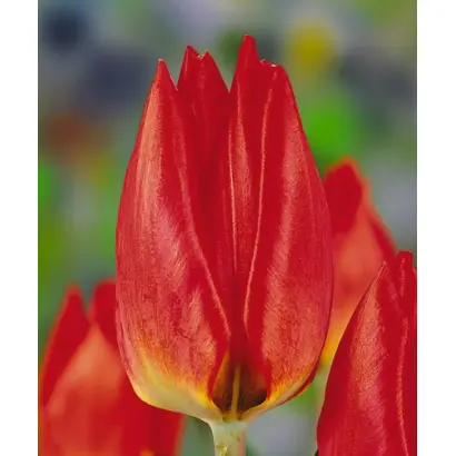 Red Flair / Рэд Флаир