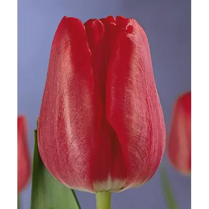 Red Gander / Рэд Гандэр