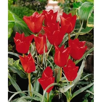 Red Hunter / Рэд Hунтэр