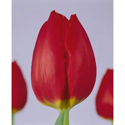 Red Ilse / Рэд Илсэ