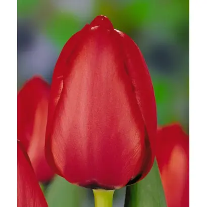 Red Impression / Рэд Импрэссион