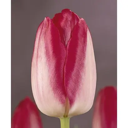 Red Lips / Рэд Липс