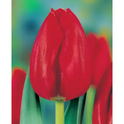 Red Mark / Рэд Марк