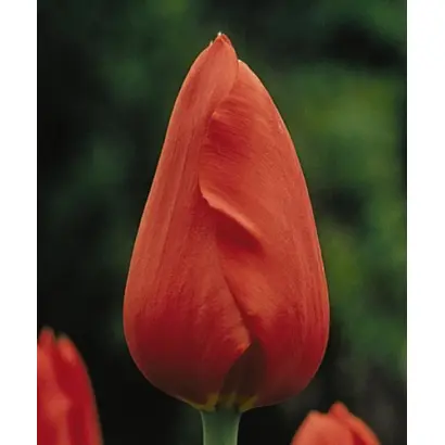 Red Matador / Рэд Матадор