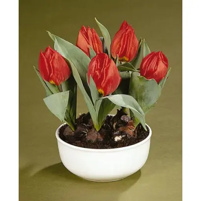 Red Paradise / Рэд Парадисэ