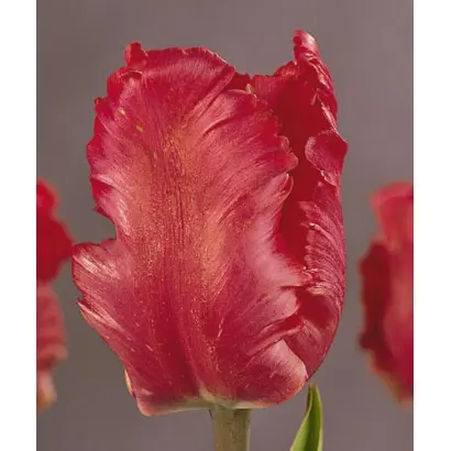 Red Parrot / Рэд Паррот