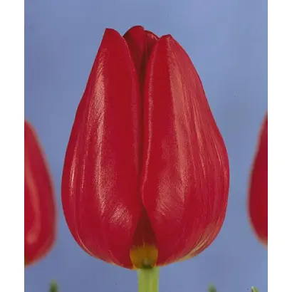 Red Present / Рэд Прэсэнт