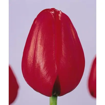 Red Present Variant / Рэд Прэсэнт Вариант