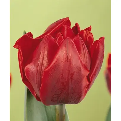 Red Princess / Рэд Принцэсс