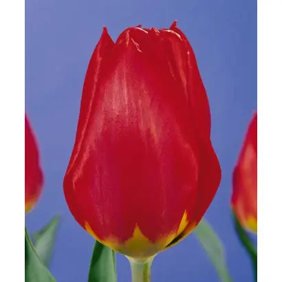 Red Revival / Рэд Рэвивал