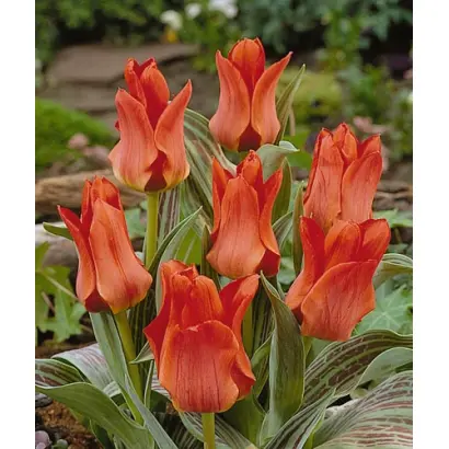 Red Riding Hood / Рэд Ридинг Hоод