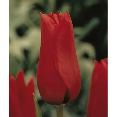 Red Shine / Рэд Шинэ