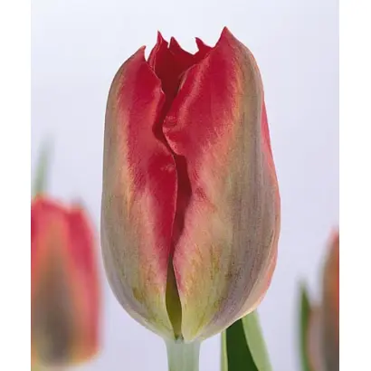 Red Springgreen / Рэд Спринггрээн