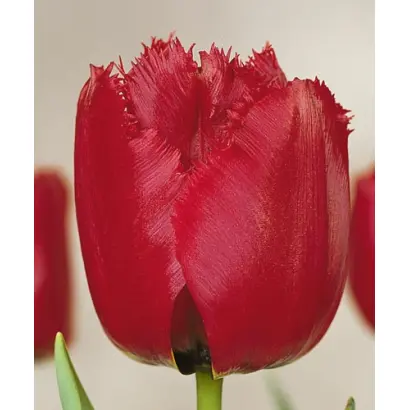 Red Wing / Рэд Wинг