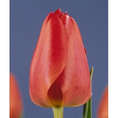 Redlion / Рэдлион