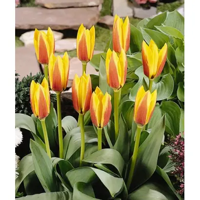 Reginald Dixon / Рэгиналд Диxон