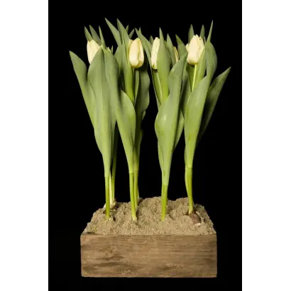 Regthuys / Рэгтhуьс