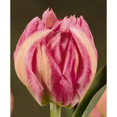 Rembrandt / Рэмбрандт