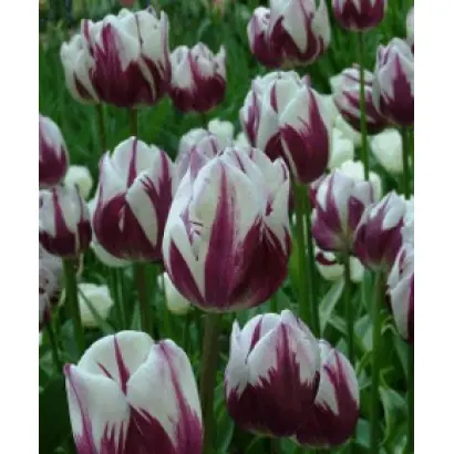 Rembrandt's Favorite / Рэмбрандт'с Фаворитэ