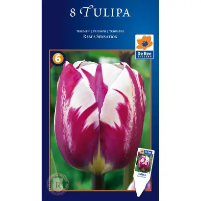 Rem's Sensation / Рэм'с Сэнсатион