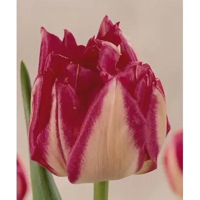 Renoir / Рэноир